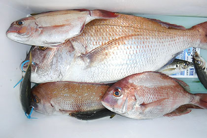 松本釣船２ 釣果