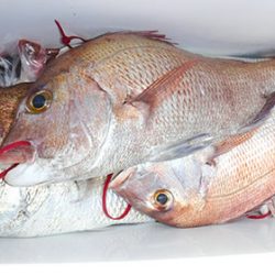 松本釣船２ 釣果
