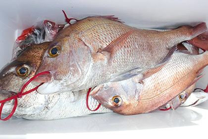 松本釣船２ 釣果