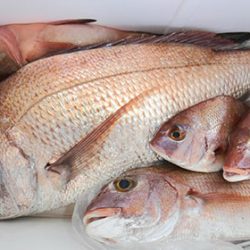 松本釣船２ 釣果