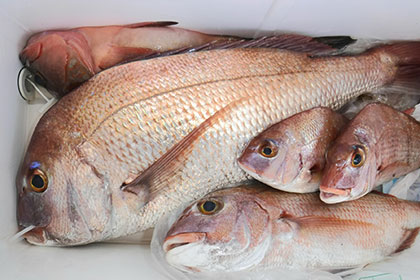 松本釣船２ 釣果