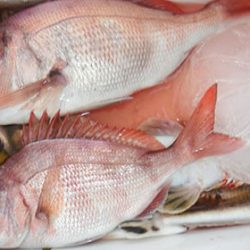 松本釣船２ 釣果