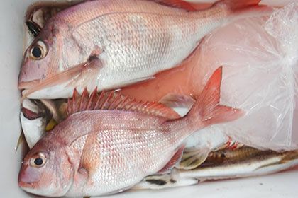 松本釣船２ 釣果