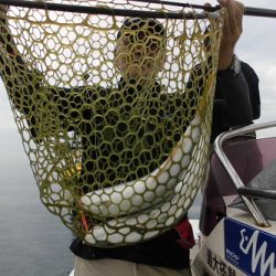 ルアー船マヒマヒ 釣果