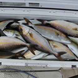 ルアー船マヒマヒ 釣果