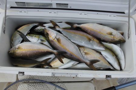 ルアー船マヒマヒ 釣果