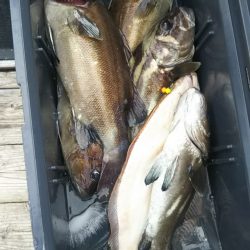 モンロー号 釣果