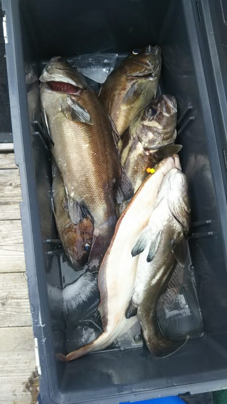 モンロー号 釣果