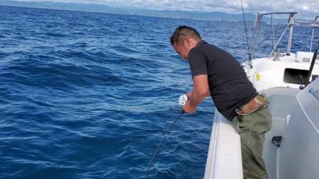 ブルーピア 釣果