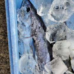 ブルーピア 釣果