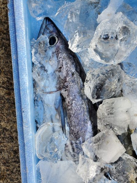 ブルーピア 釣果