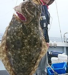 海龍丸（福岡） 釣果