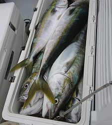 海龍丸（福岡） 釣果