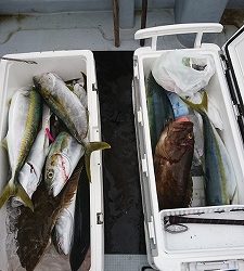 海龍丸（福岡） 釣果