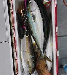 海龍丸（福岡） 釣果