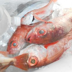 こうゆう丸 釣果