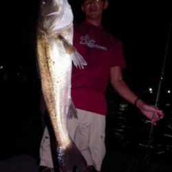 シーマジカル 釣果