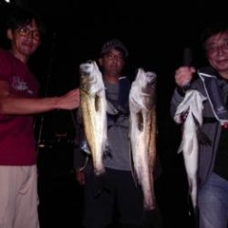 シーマジカル 釣果