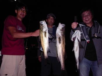 シーマジカル 釣果