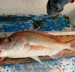 幸吉丸 釣果
