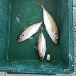 遊漁船　ニライカナイ 釣果