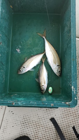 遊漁船　ニライカナイ 釣果