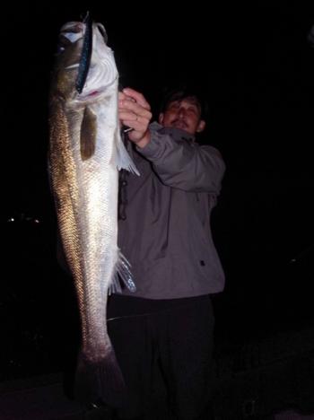 シーマジカル 釣果