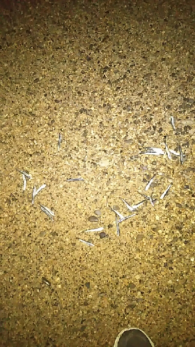 まさかこんな所で