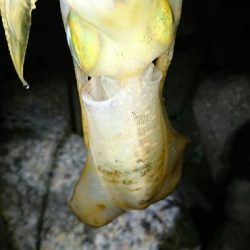 アオリイカ  ３杯