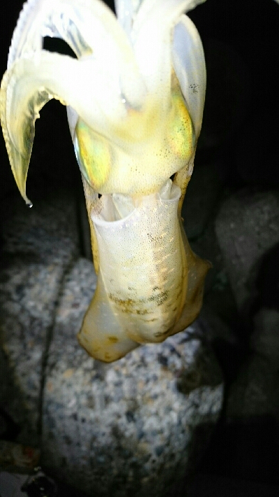 アオリイカ  ３杯