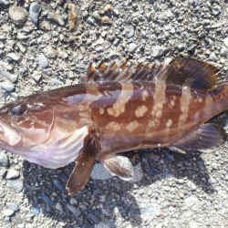 メジナ！チヌ！！！クエも！！！！！