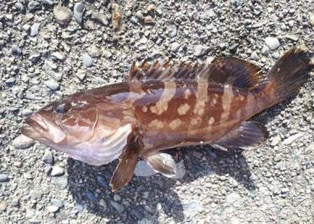 メジナ！チヌ！！！クエも！！！！！