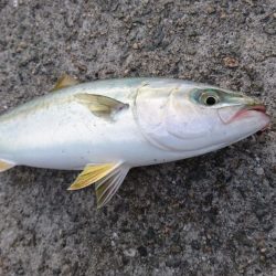 早朝ショアジギング!!