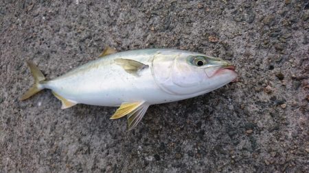 早朝ショアジギング!!