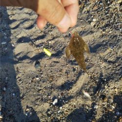 明石川河口サーフのキス釣り