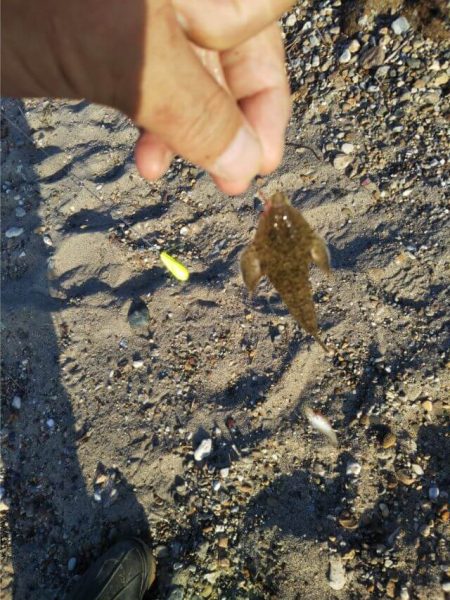 明石川河口サーフのキス釣り