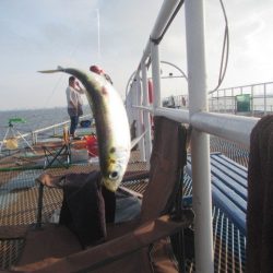 オリジナルメーカー海づり公園(市原市海づり施設) 釣果