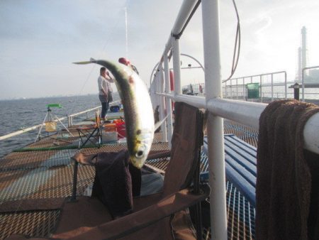 オリジナルメーカー海づり公園(市原市海づり施設) 釣果