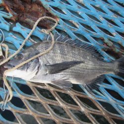 オリジナルメーカー海づり公園(市原市海づり施設) 釣果