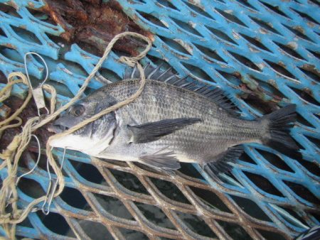 オリジナルメーカー海づり公園(市原市海づり施設) 釣果