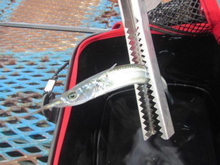 オリジナルメーカー海づり公園(市原市海づり施設) 釣果