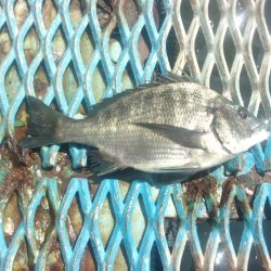 オリジナルメーカー海づり公園(市原市海づり施設) 釣果