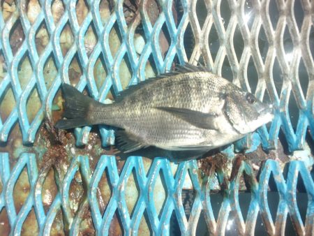 オリジナルメーカー海づり公園(市原市海づり…