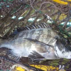 オリジナルメーカー海づり公園(市原市海づり施設) 釣果