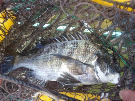 オリジナルメーカー海づり公園(市原市海づり…