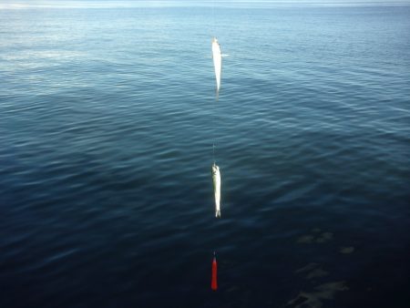 オリジナルメーカー海づり公園(市原市海づり施設) 釣果