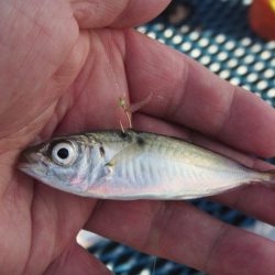 オリジナルメーカー海づり公園(市原市海づり施設) 釣果