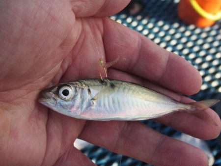オリジナルメーカー海づり公園(市原市海づり施設) 釣果