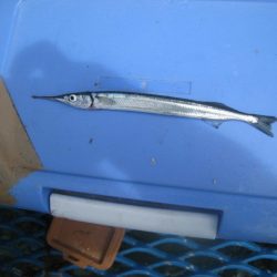 オリジナルメーカー海づり公園(市原市海づり施設) 釣果