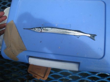 オリジナルメーカー海づり公園(市原市海づり施設) 釣果